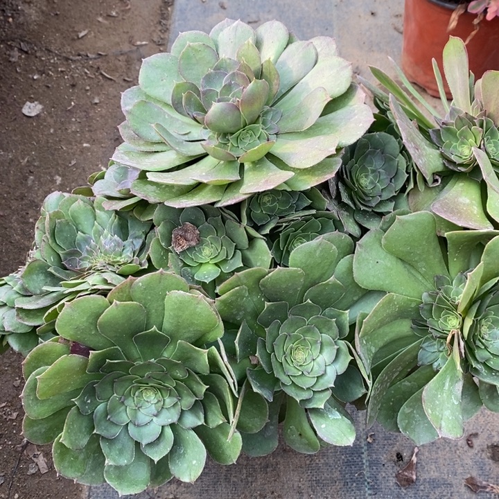 万圣节多肉断头不包1719