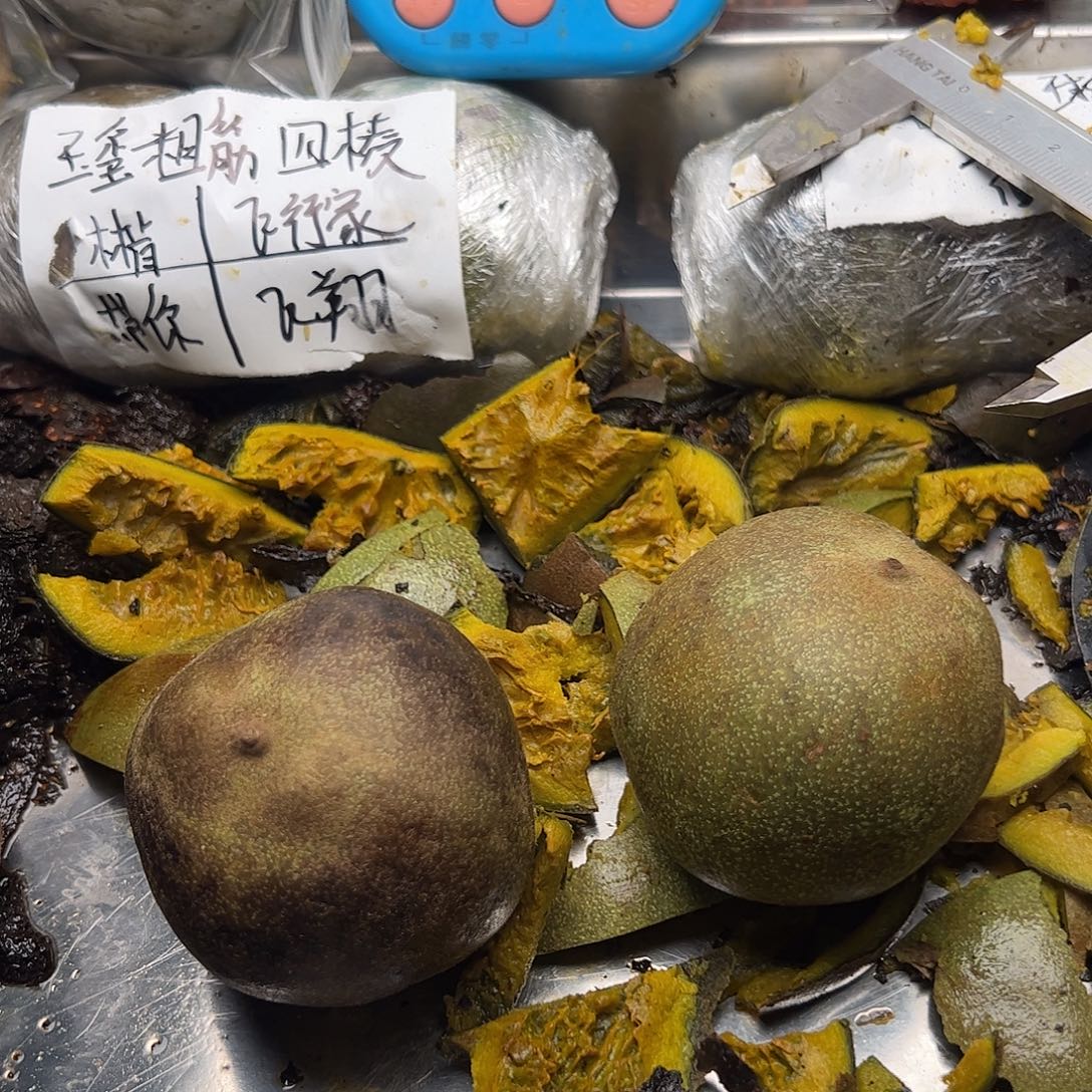 法***森咯某小心翼翼中央音乐学院