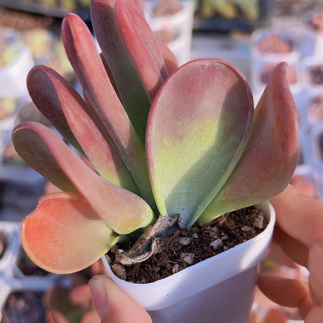 火狐狸19包邮多肉植物