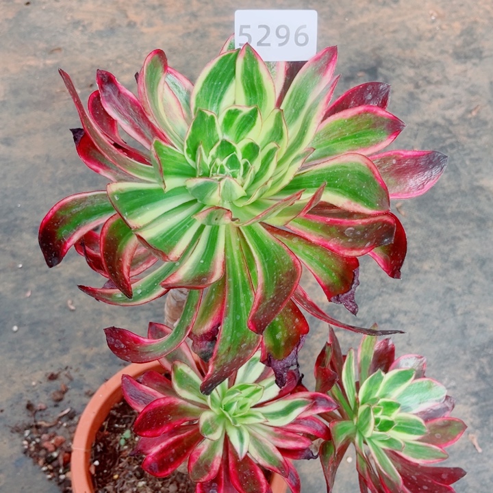 紫嫣特价老桩多肉