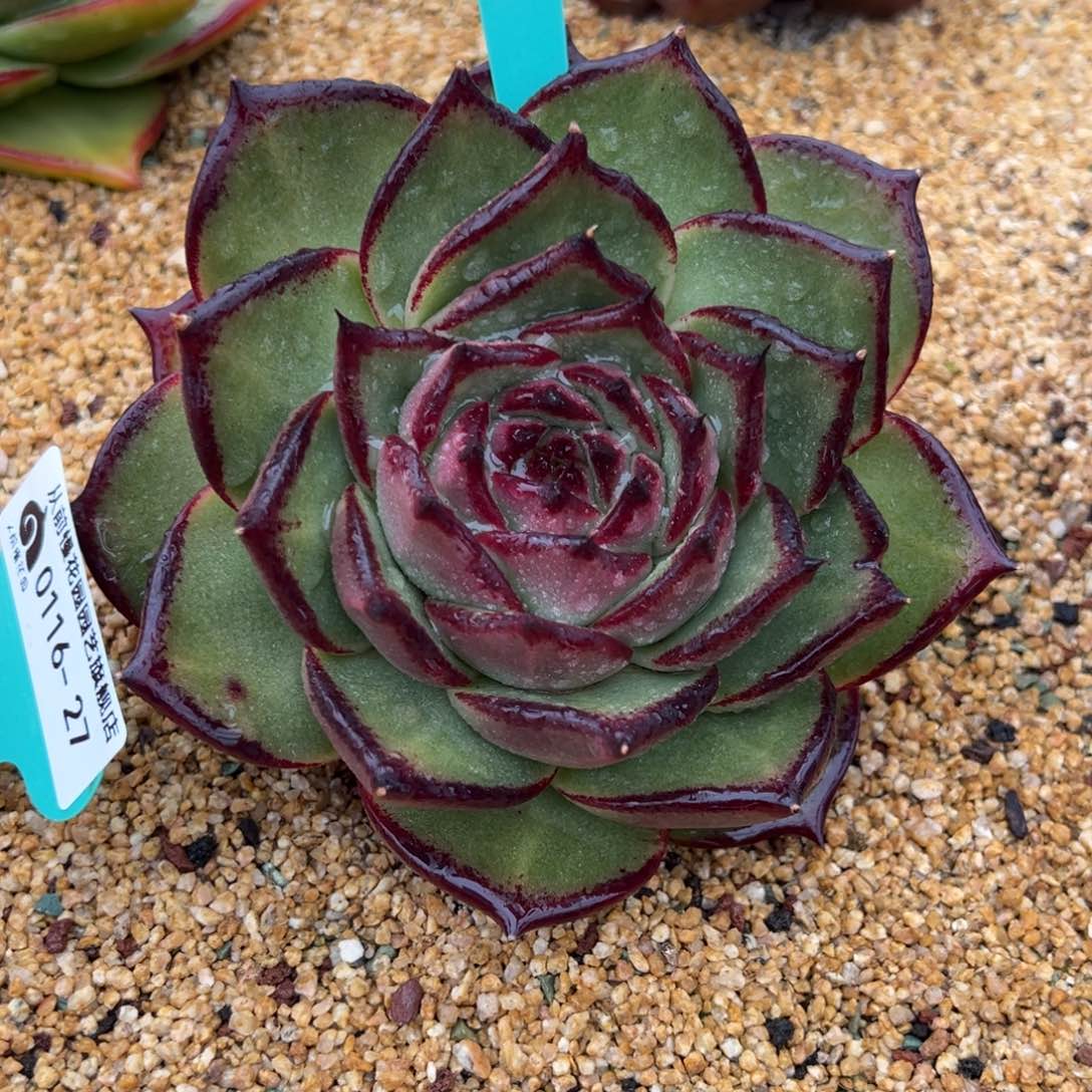 从前慢多肉精选编号0116.31