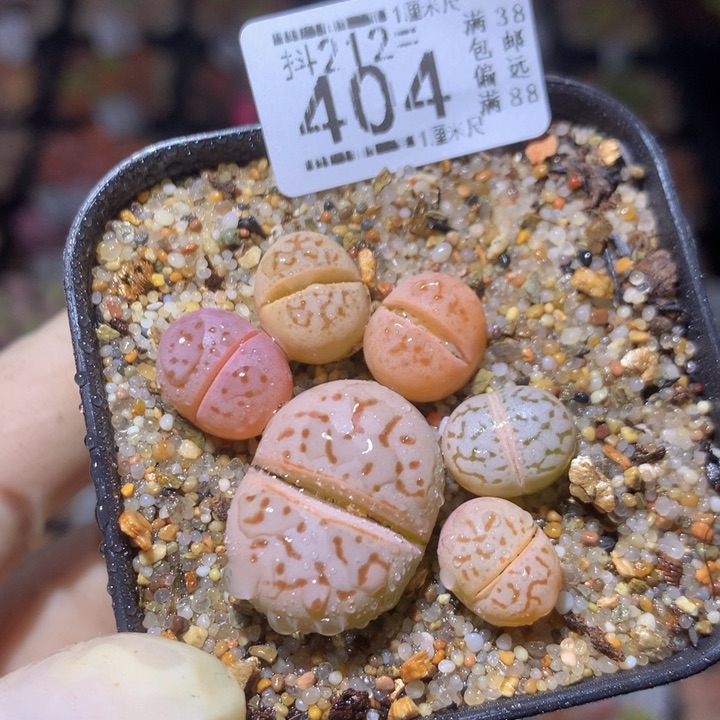 精品生生花212.404