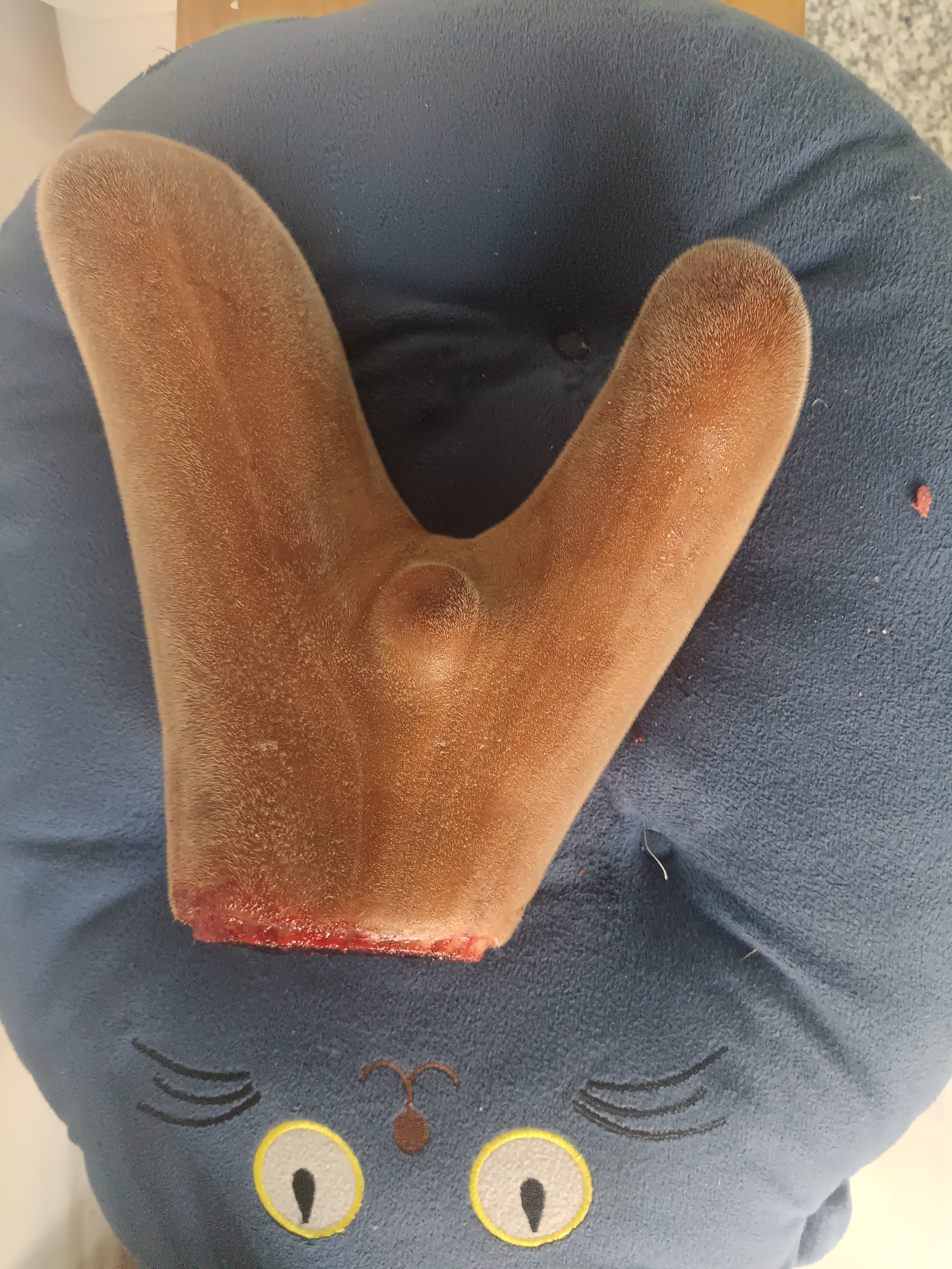 直播间补差价慎拍鹿茸片泡酒