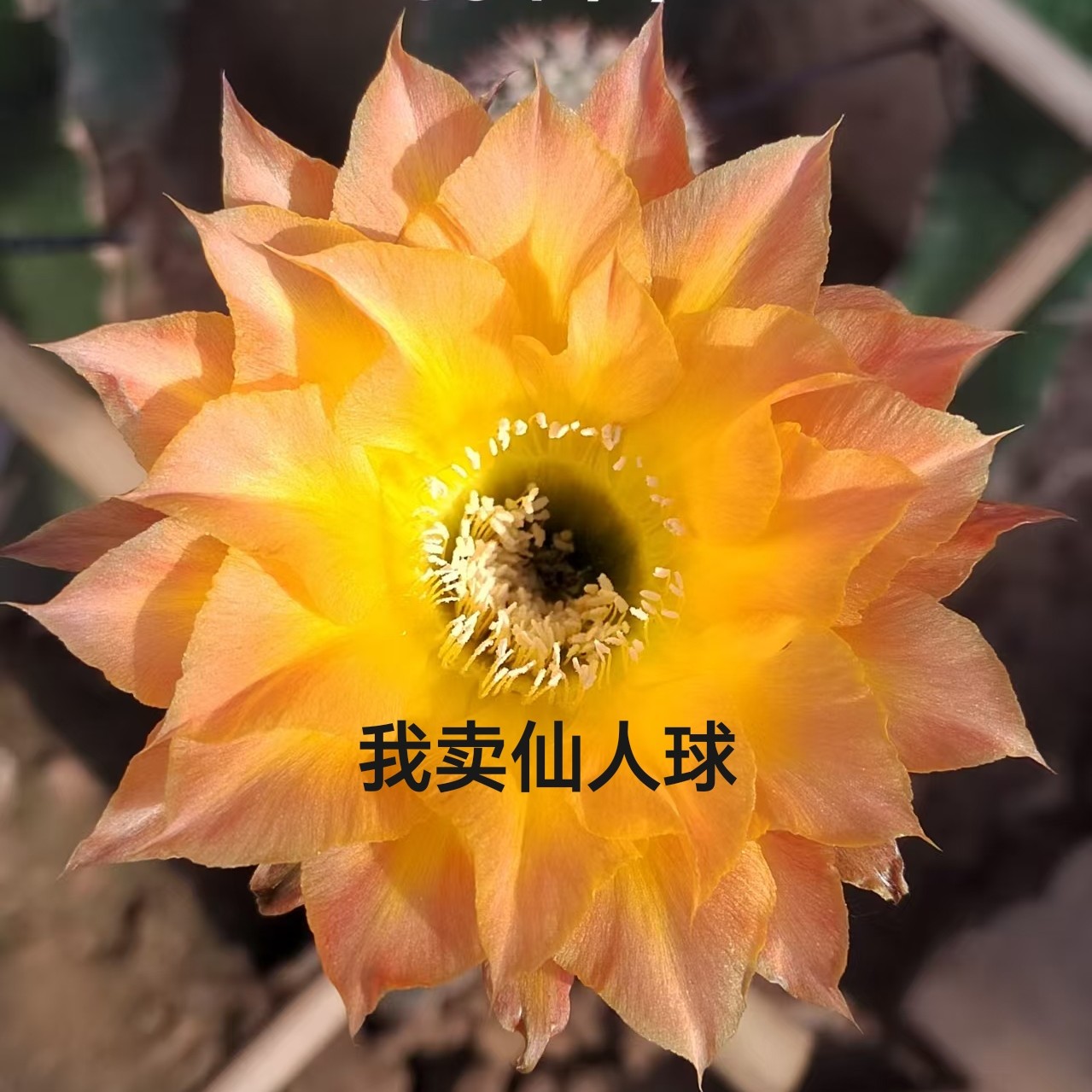 彩草cc199侧芽歪  满28包邮非偏远