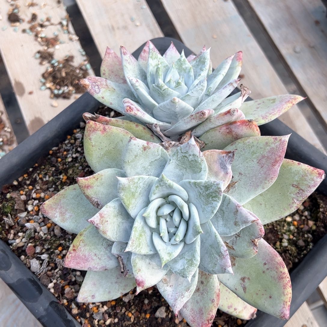 7248哈哈哈哈哈哈哈