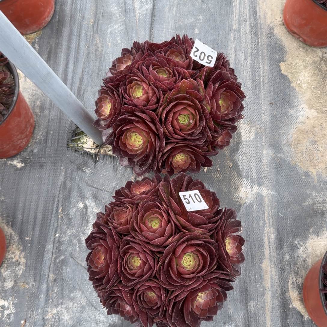 510502多肉植物两棵桃花石