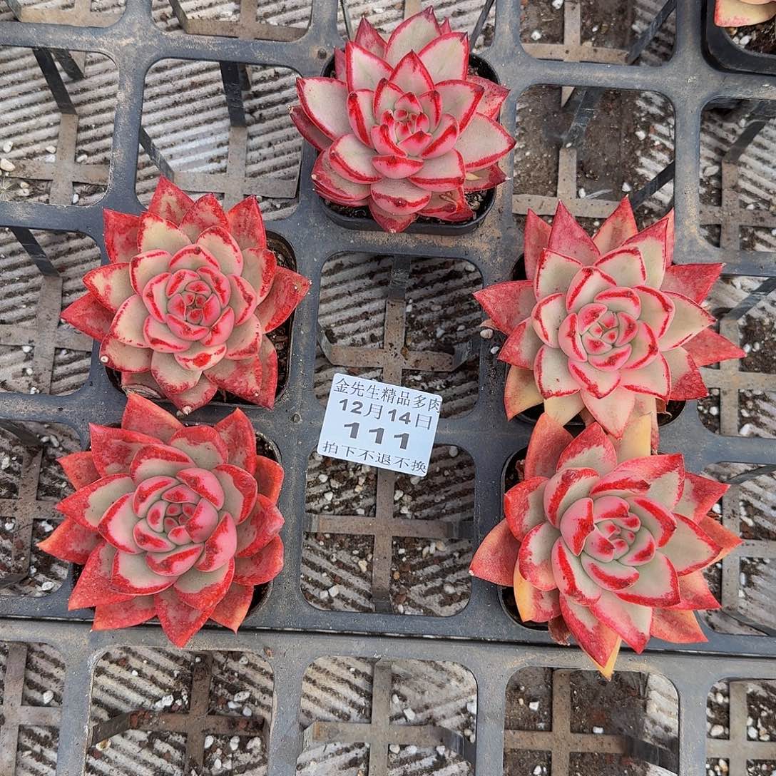 小***婆1214-111樱花玛丽亚锦