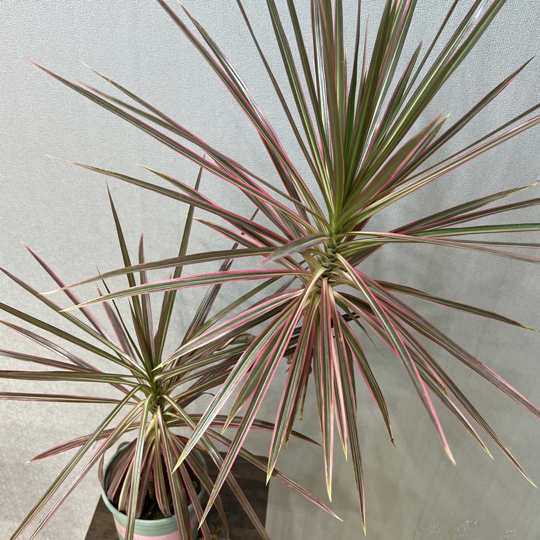 七彩铁三色龙血树千年木盆栽室内净化空气好养活绿植