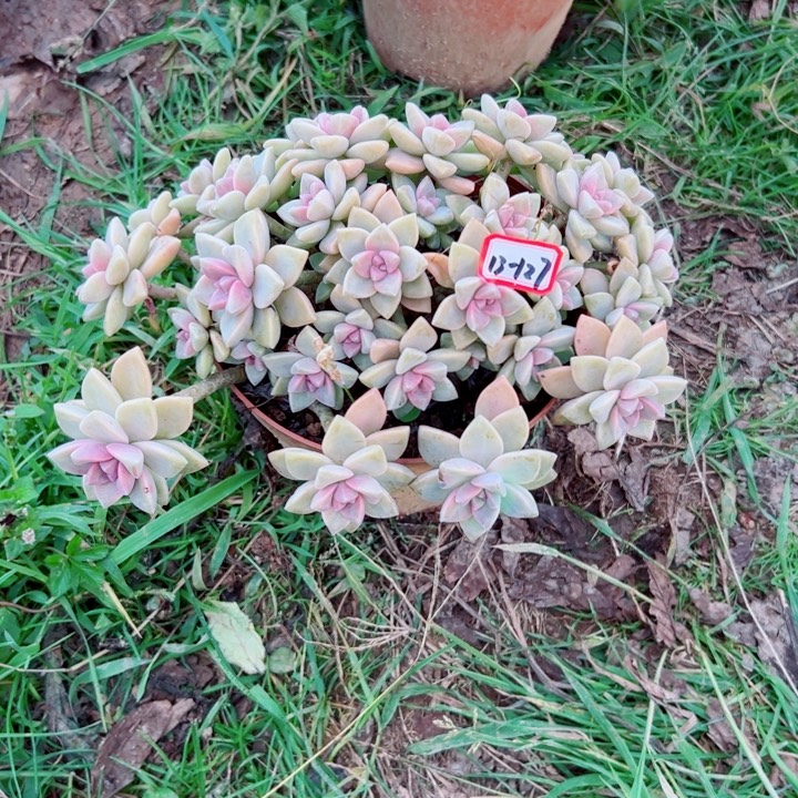 平***生精品多肉植物老桩淡雪紫雾缀泡沫发货
