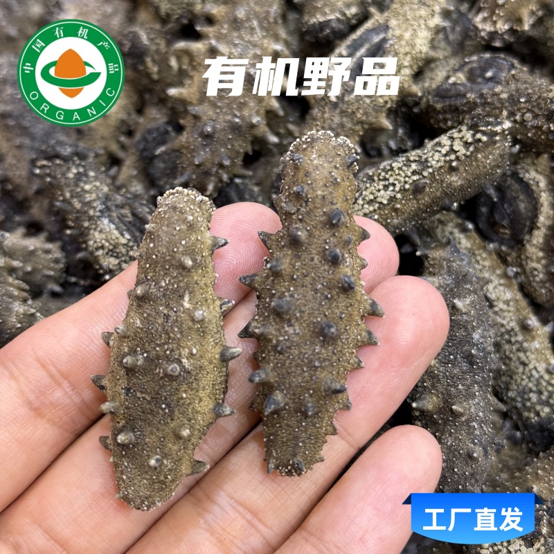 【有机野品】淡干有机海参，孕妇级，术前术后滋补佳品，高泡发