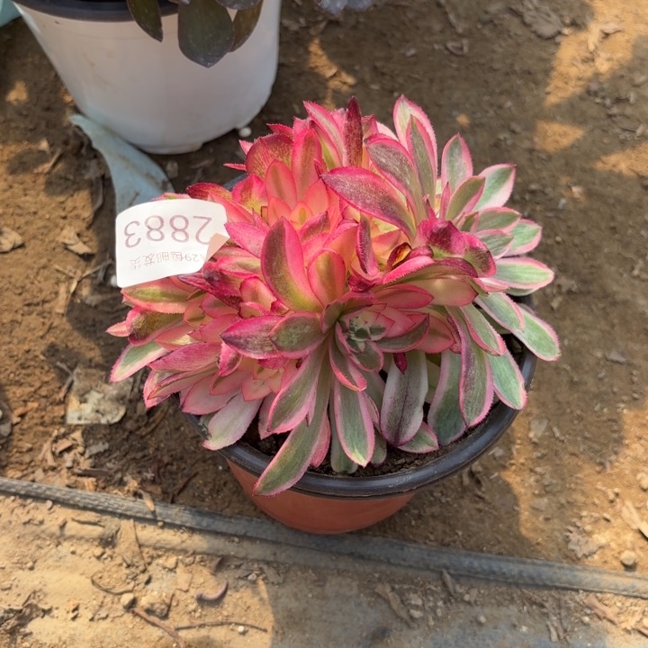 倾城多肉法师2883