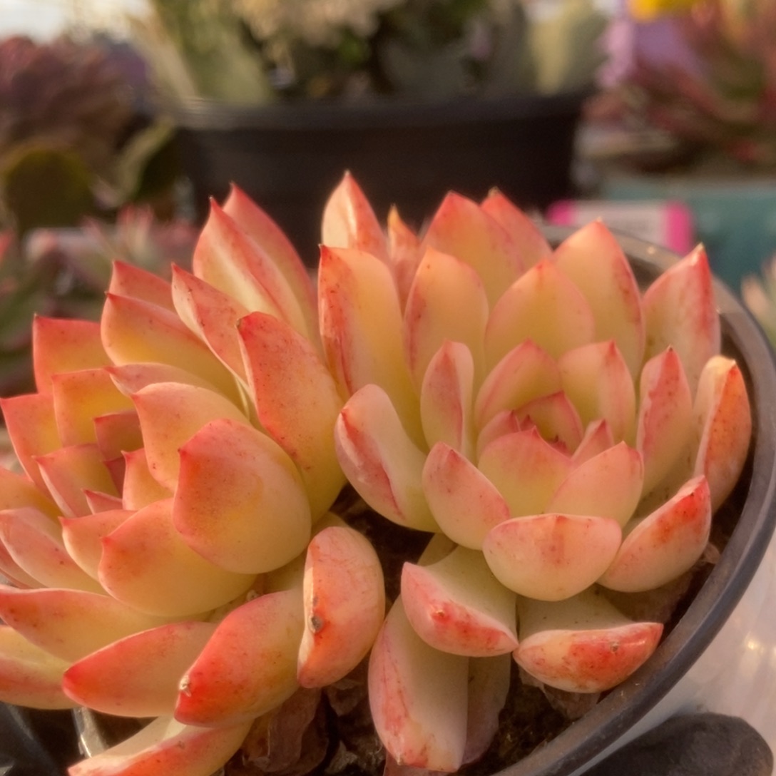 118雨燕座锦锦锦锦锦锦锦