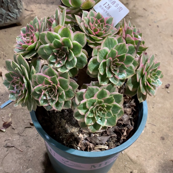 128莲花座多肉植物特价