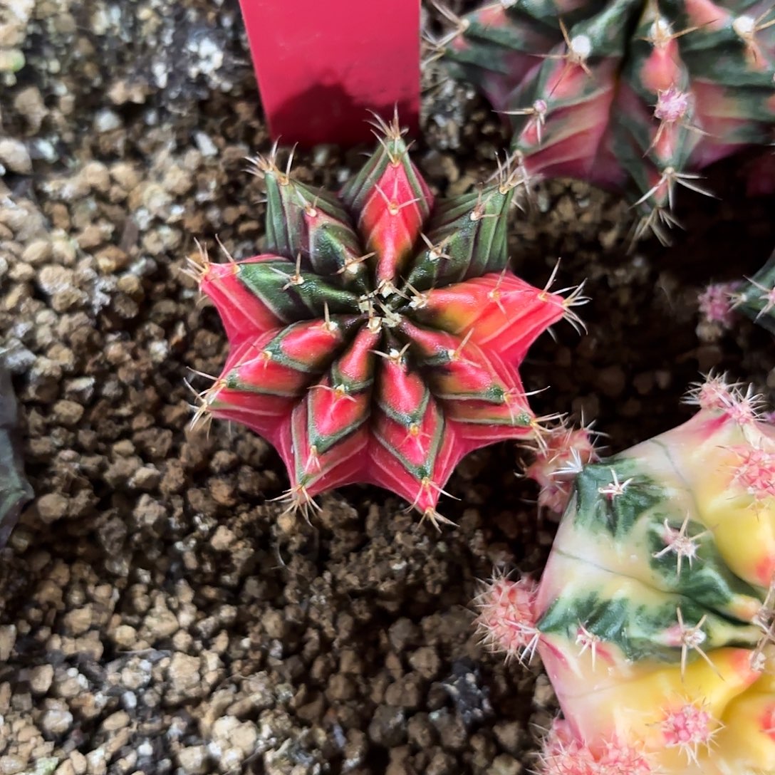 294-1106泰国发货多肉