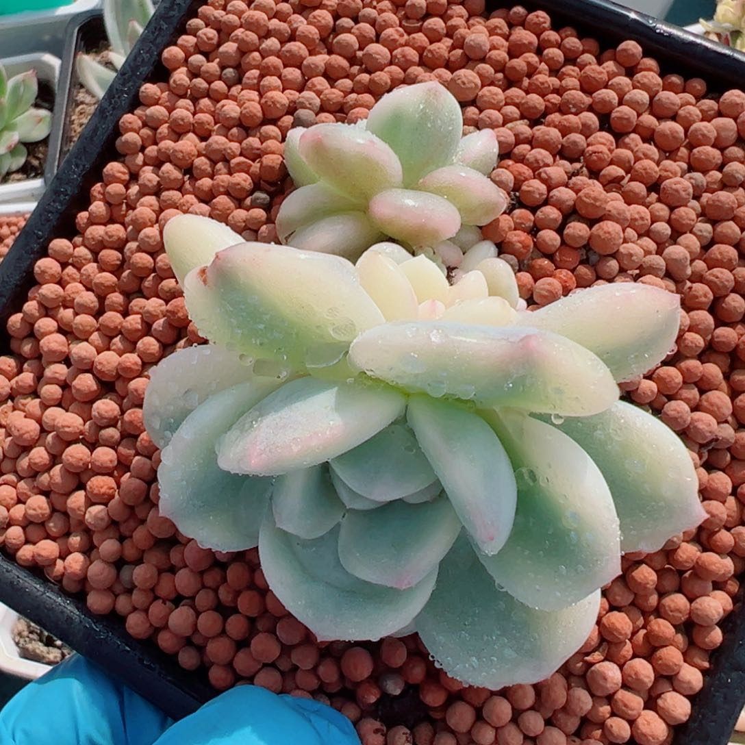 星影锦底座，带三个覆轮锦头