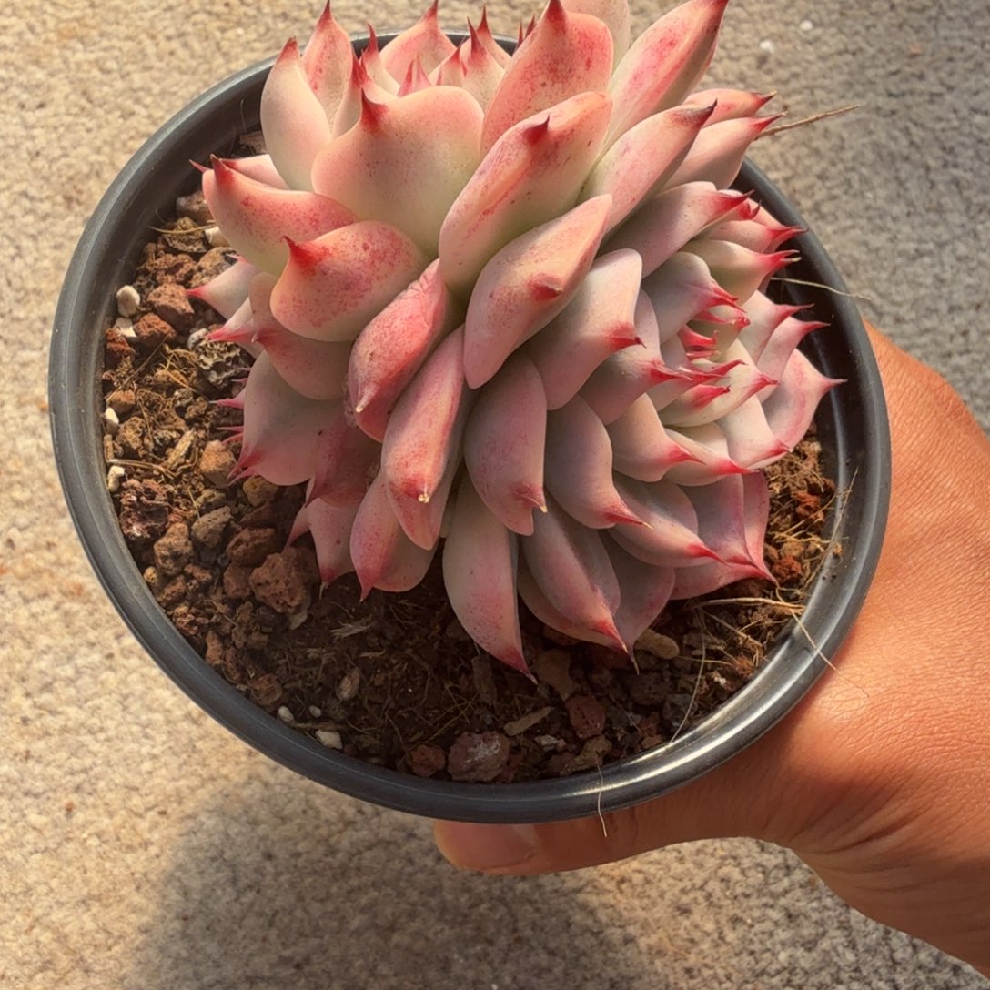 爱***肉1210-21吉娃娃锦群