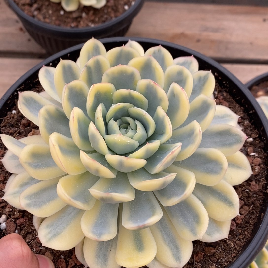 盛****草莓冰锦多肉植物0648