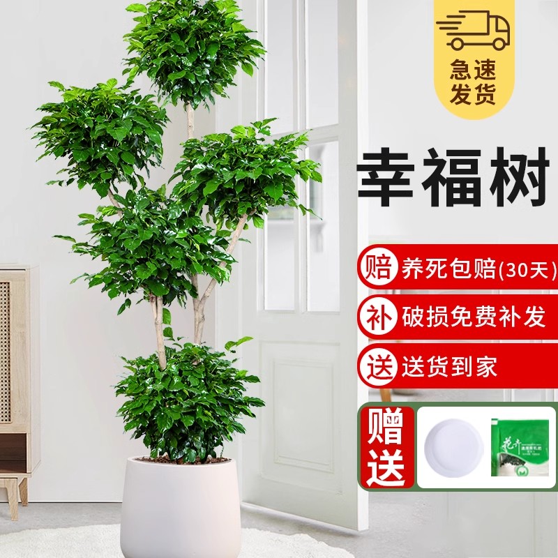 幸福树客厅盆栽大型绿植办公室室内吸甲醛植物老桩好养活净化空气