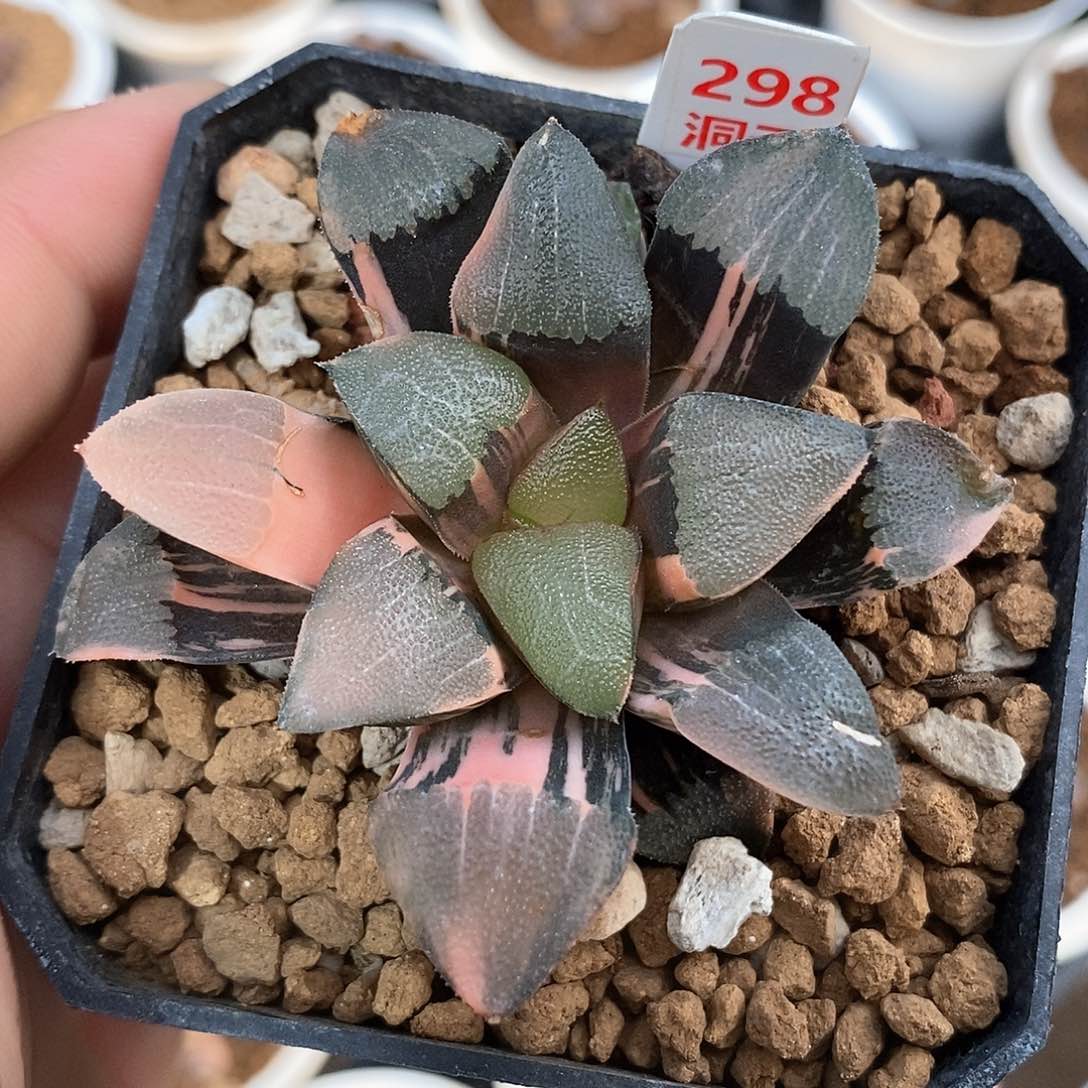 红陶298号和田玉克锦一物一拍