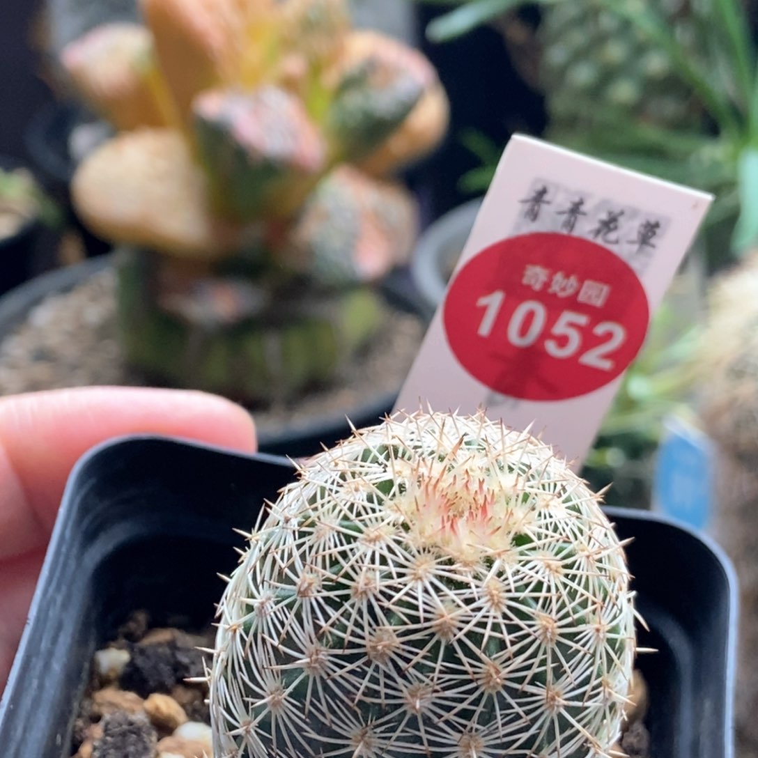 实生皇冠御旗虾3.3cm