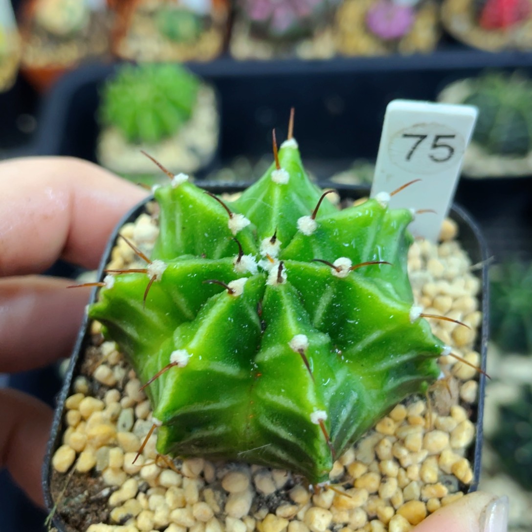 ?**路盆5公分满25包邮裸根发货