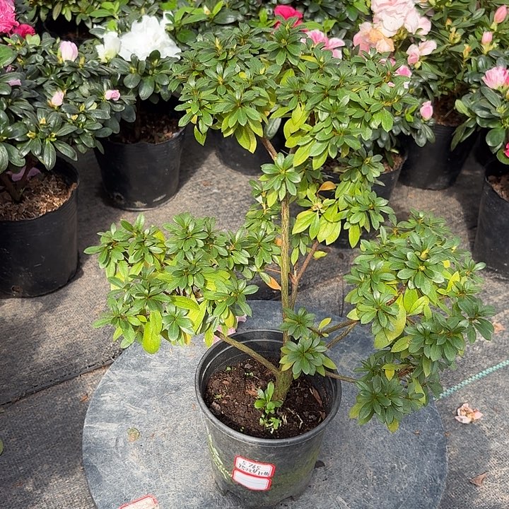 无花朵皋月鸨羽慧比须