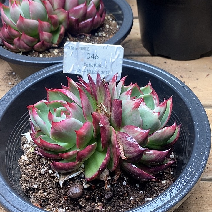 惊鸿仙子一物一拍046