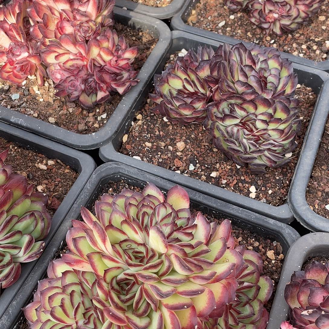 肉酱玫瑰缀化精控老桩15-18厘米