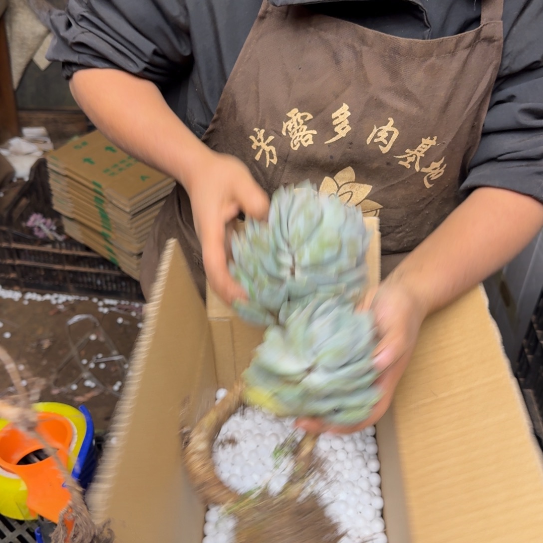 胖美人砍头 不包损13米