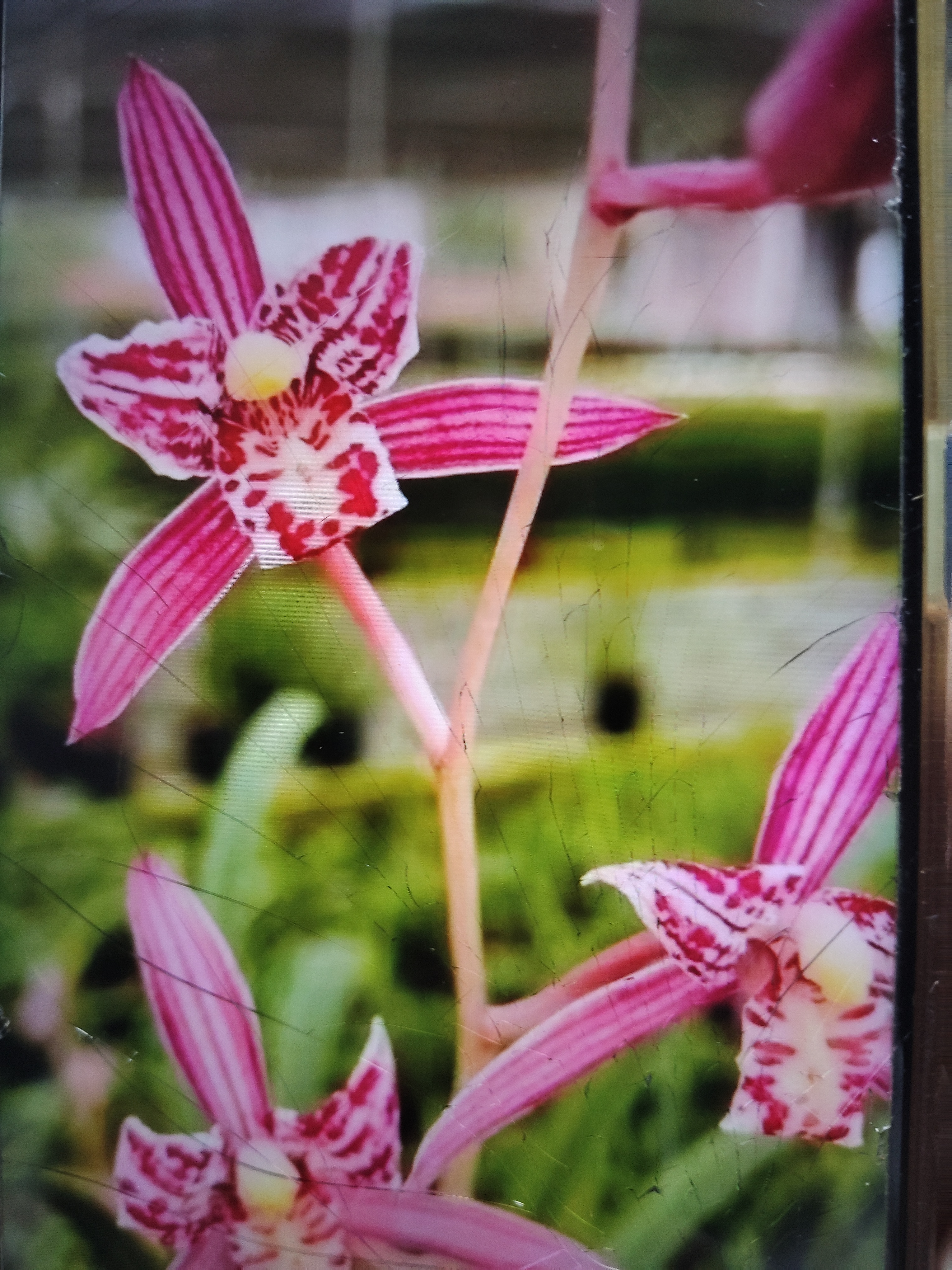 直播间兰花带花苞浓香型开花苗室内好养专拍链接