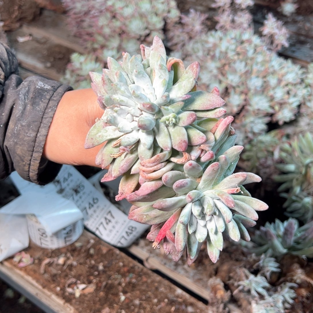 7726哈哈哈哈哈哈哈