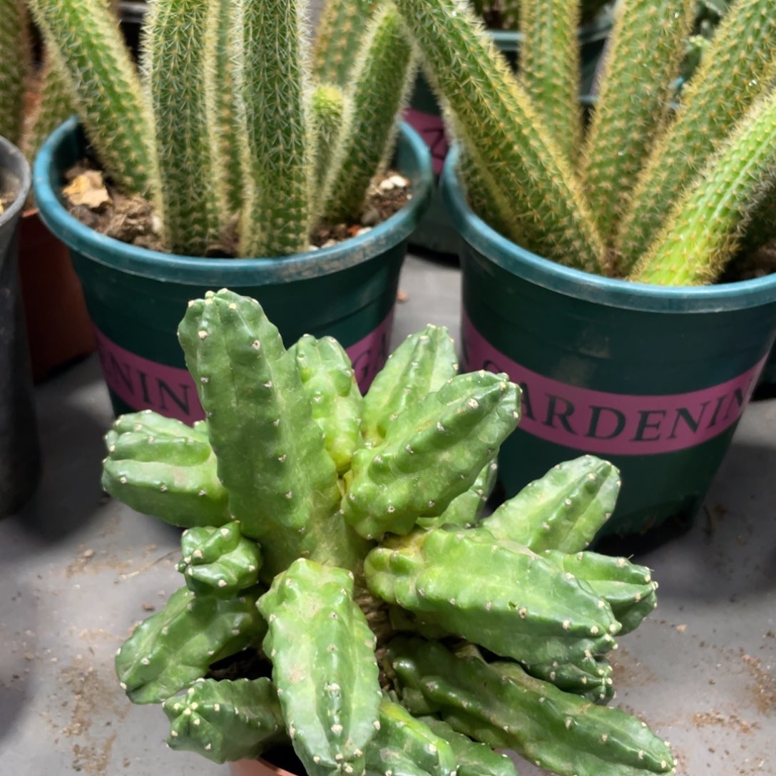 群生红花桃太郎一杯