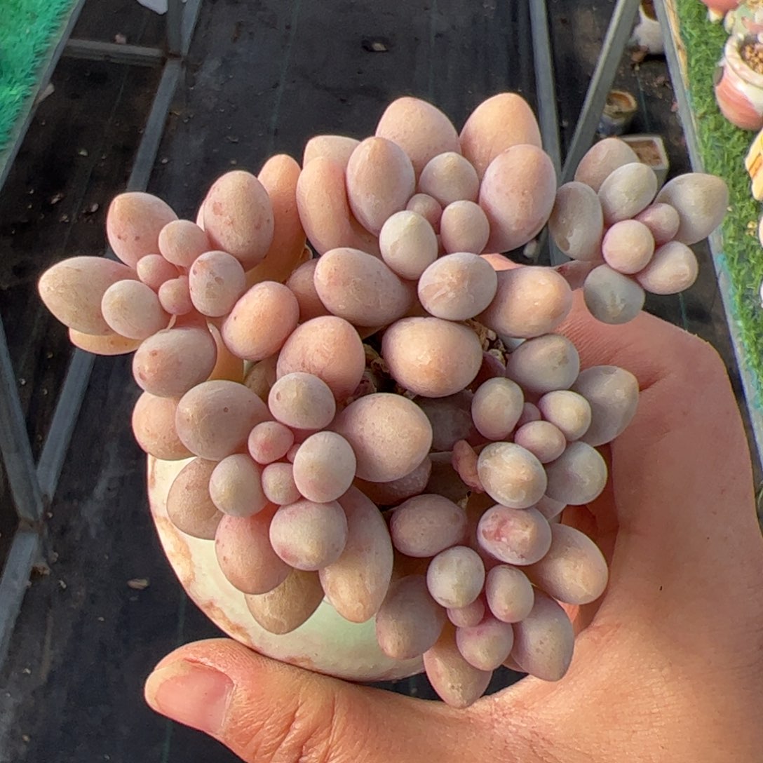 541 多肉植物组合盆栽