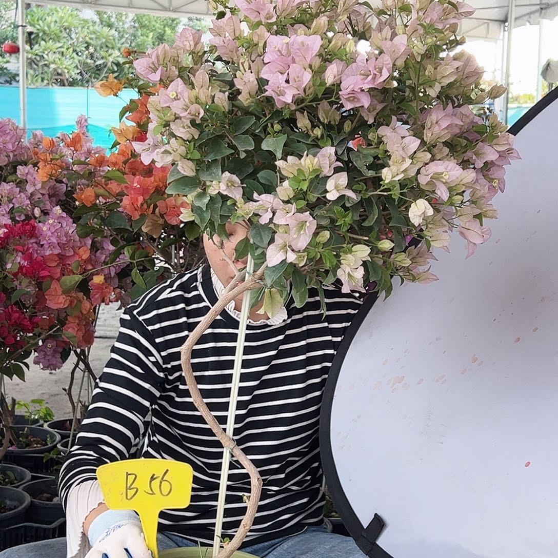 柠***奶大部分花苞少量开放B56苹果花