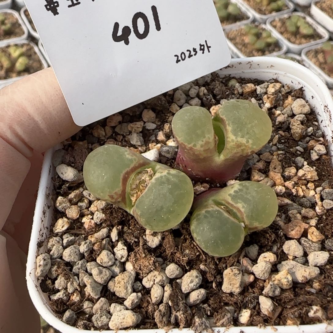 多肉多肉多肉2025-401