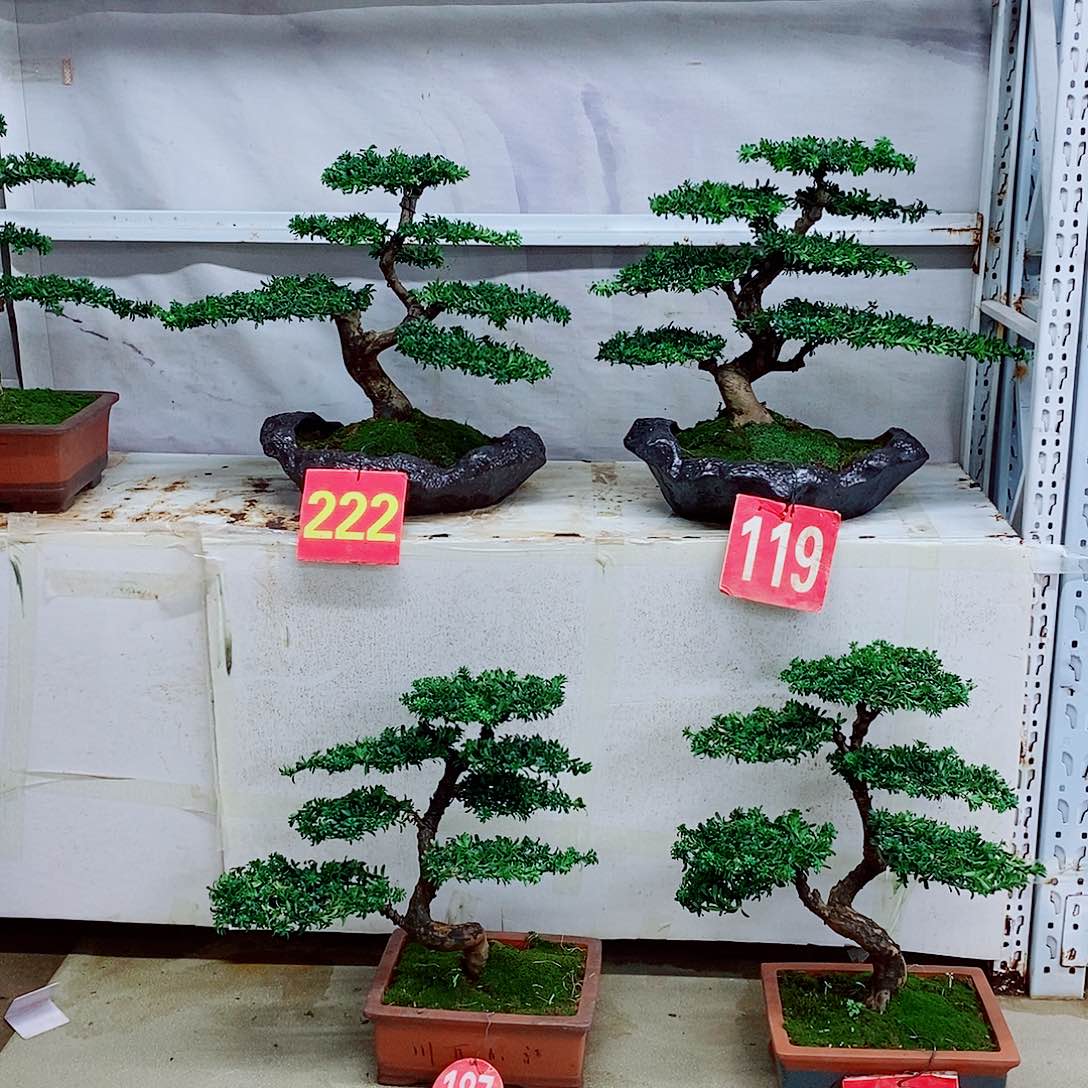 不开花植物罗汉松盆景