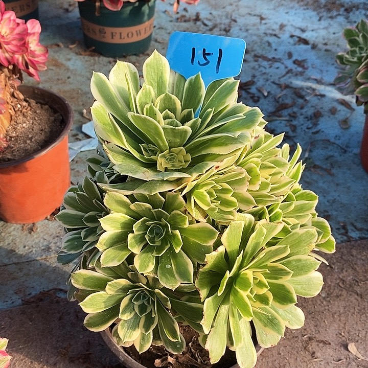 151 一颗迈巴赫法师多肉