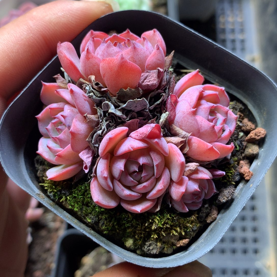 精控杂技一物一拍