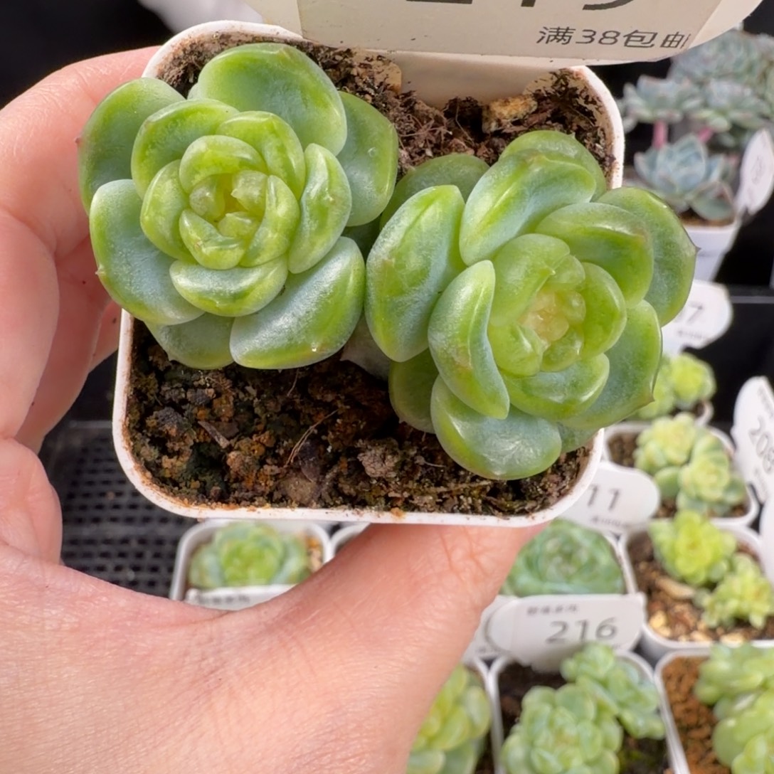 珍妮双头219号一颗