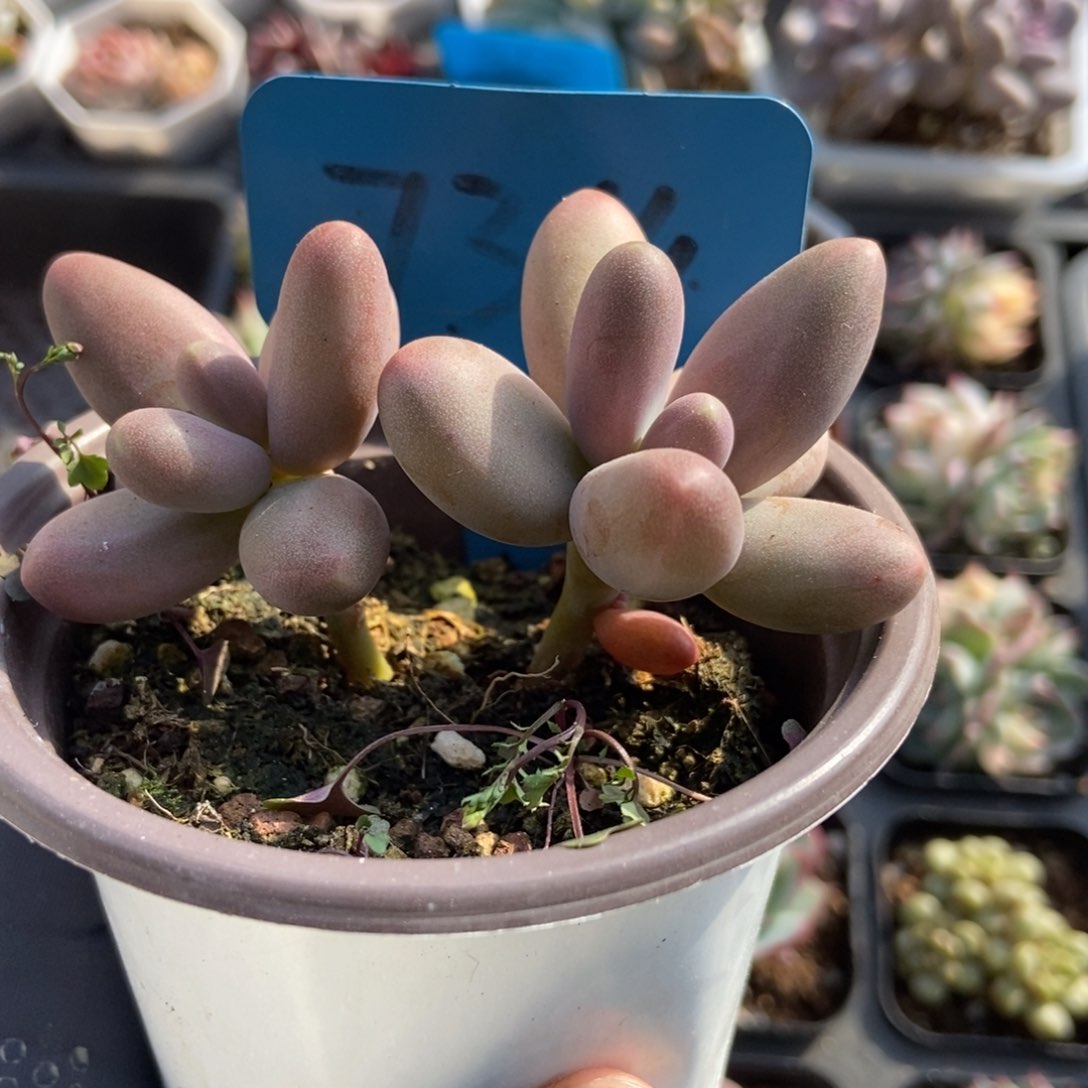 7364糖果美人多肉植物