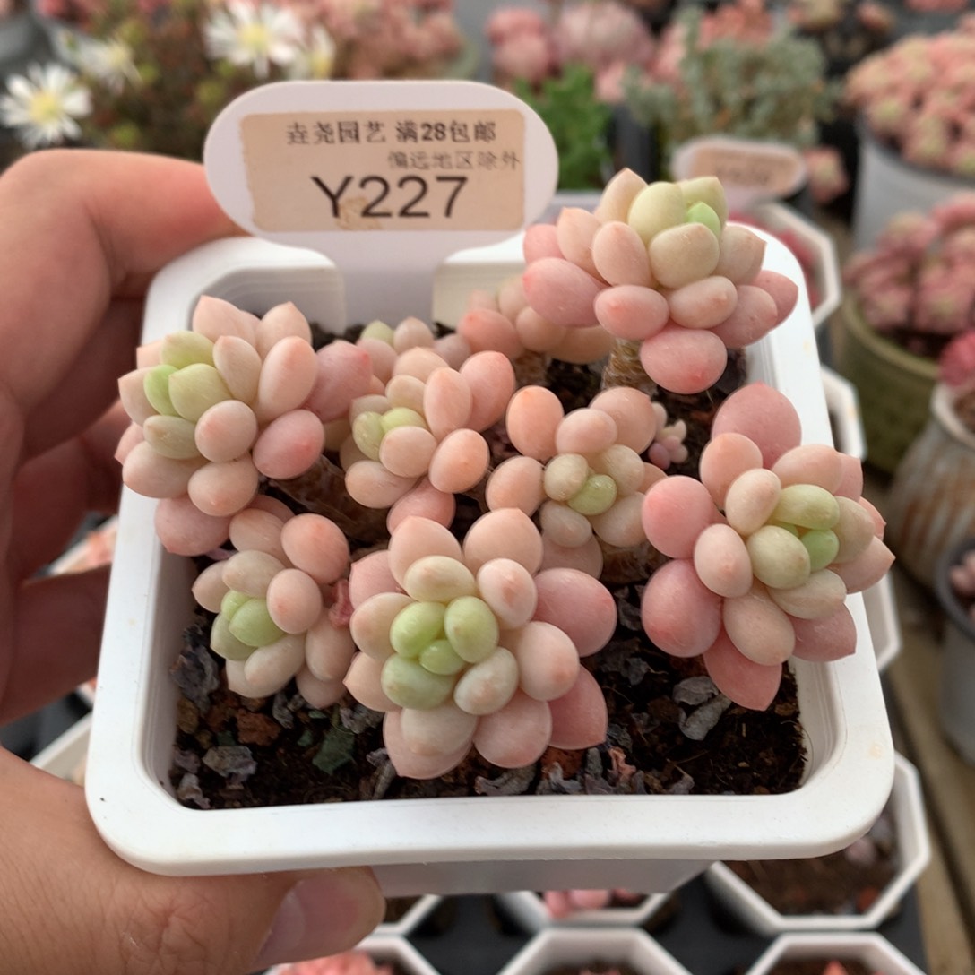 0227鱼子酱9.5厘米