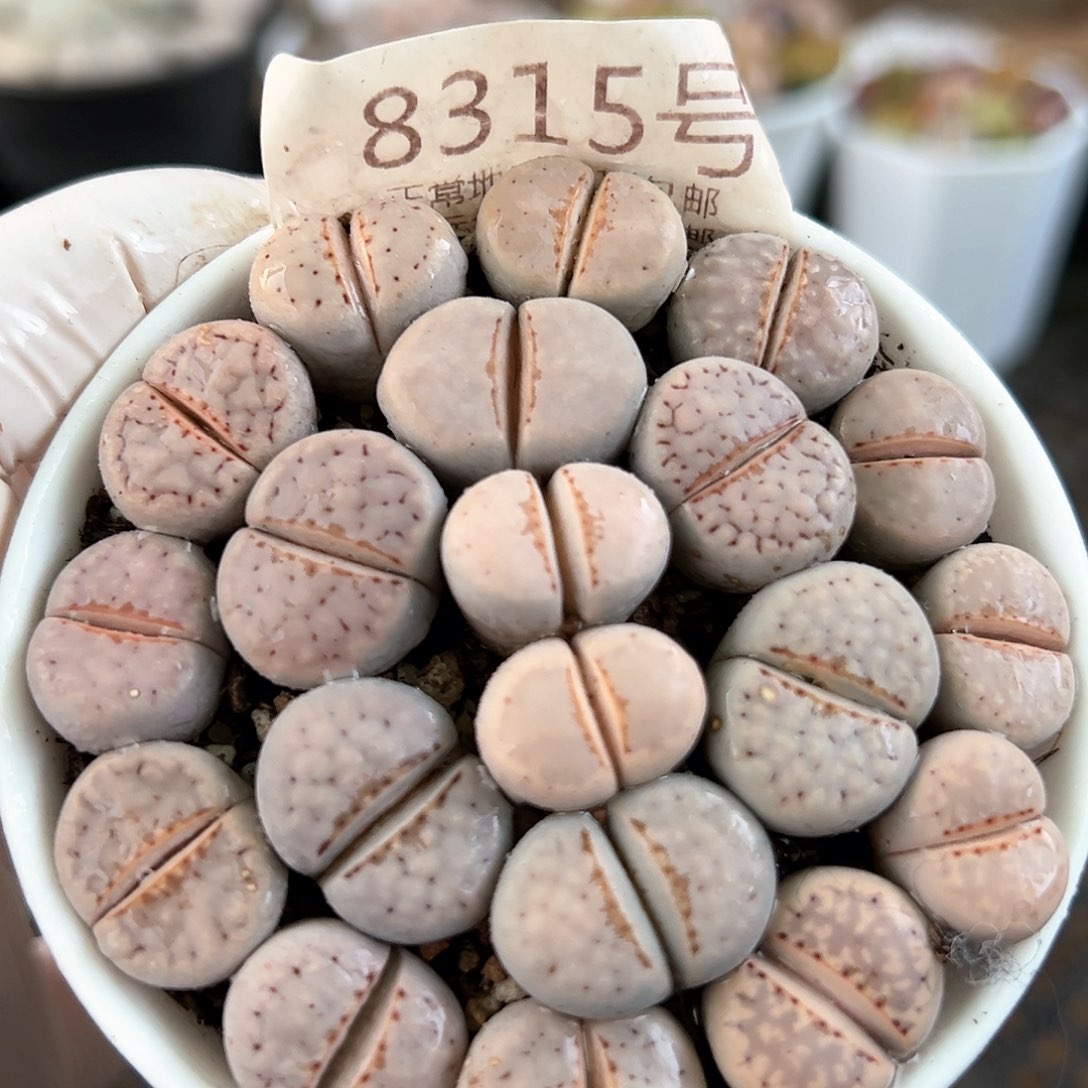 好养易活生石花大母本8315