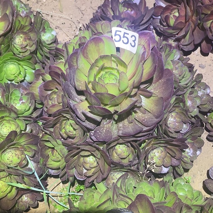 多肉植物法师553花月夜