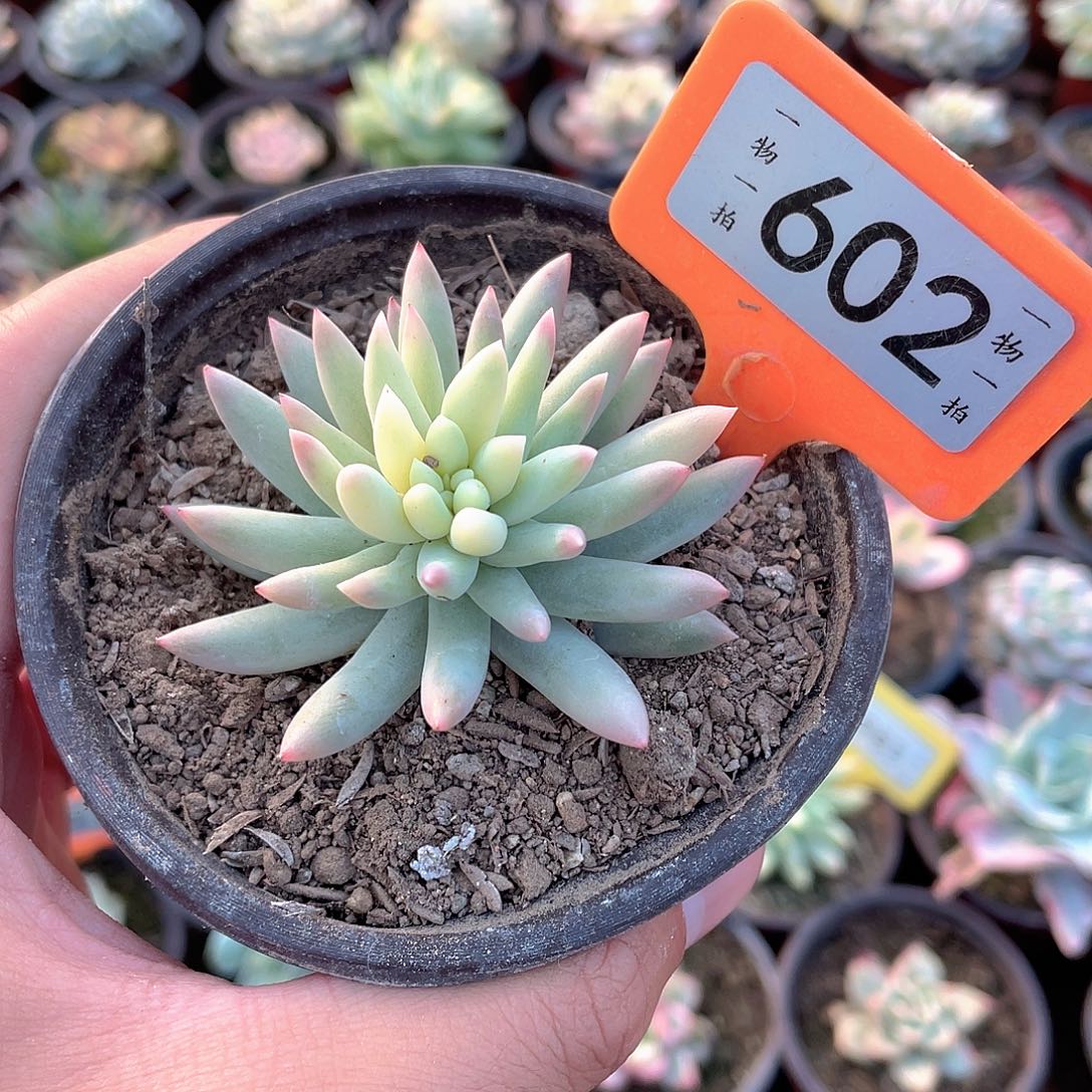 树冰锦602号多肉植物