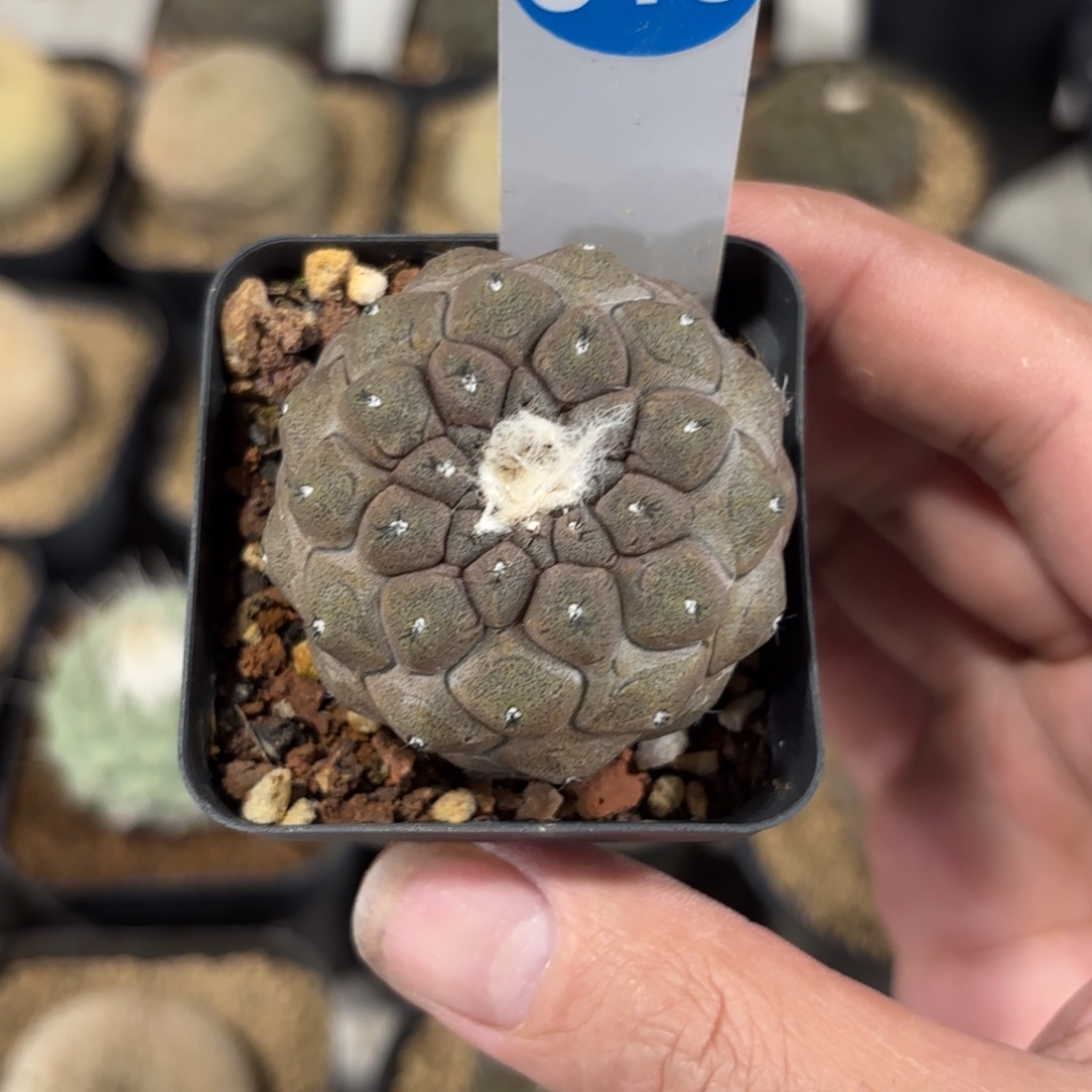 313实生蜥蜴皮带盆带土发货