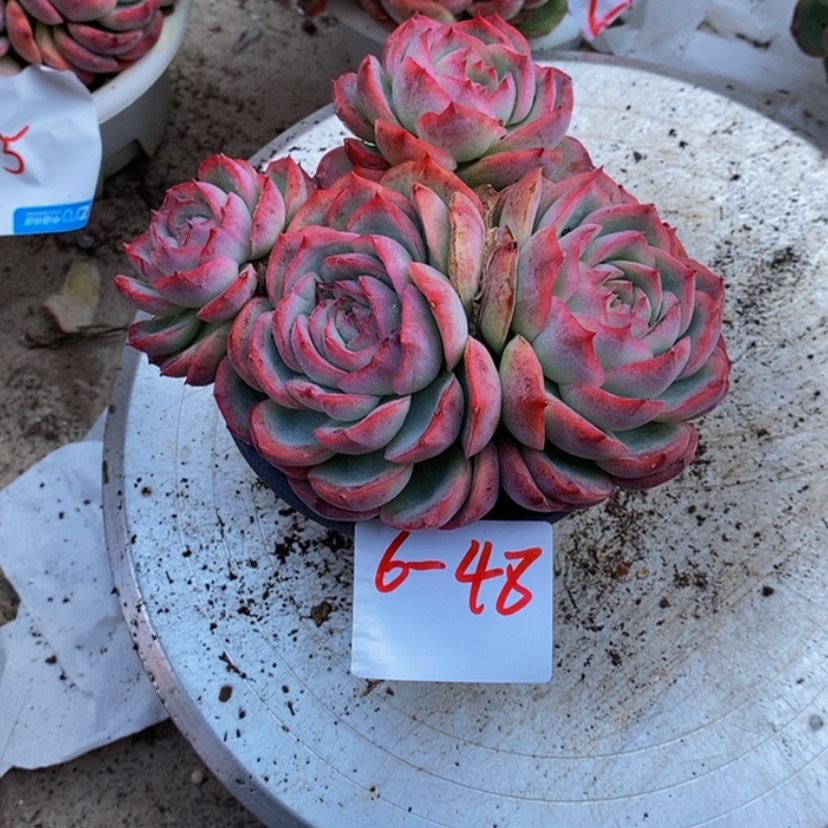 【闪购商品】用****杨多肉植物