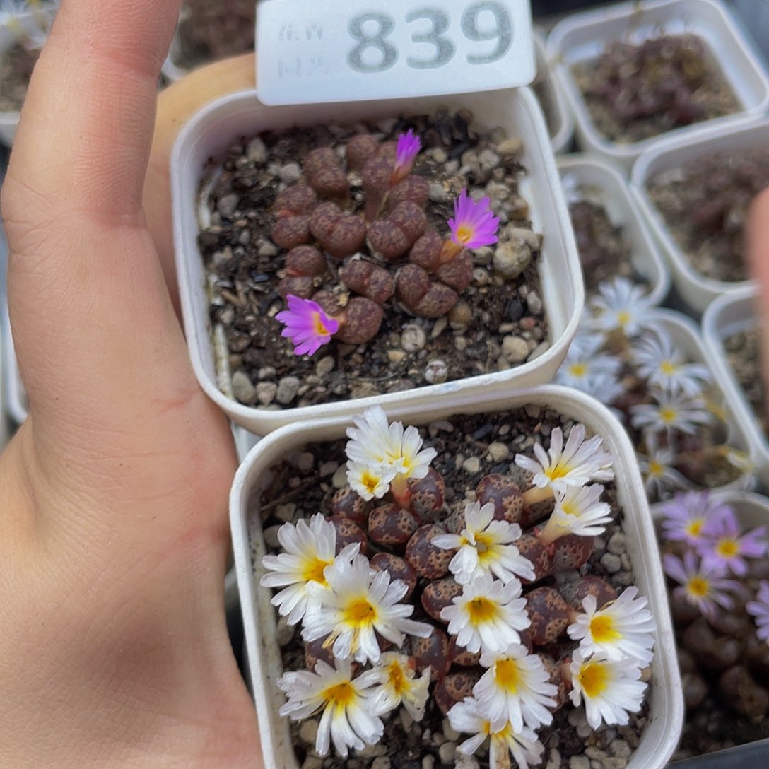 8390000000花花花花花去啊