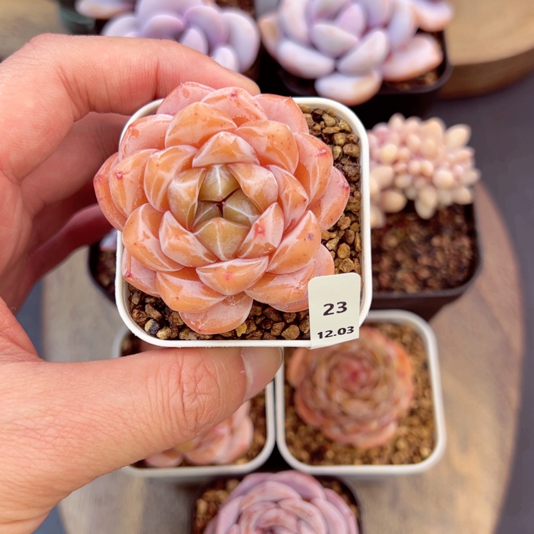 诺心蛋糕23、哈哈哈哈