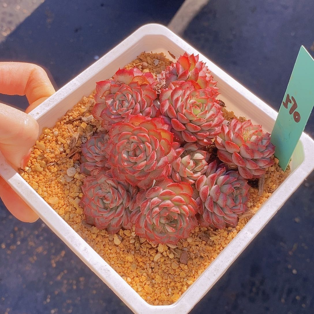 570多肉植物老桩