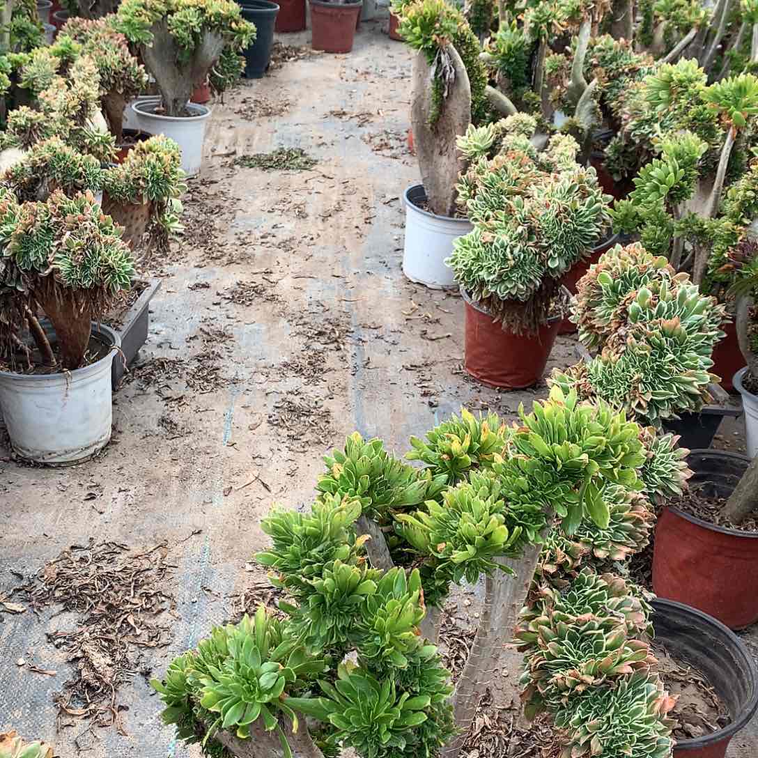 原始绿原始绿1111